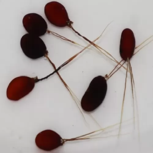 Mona Muni | মনা মনি